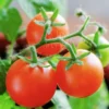 100 Heirloom Tomato Seeds for Planting Outdoors, Garden Vegetable Seeds