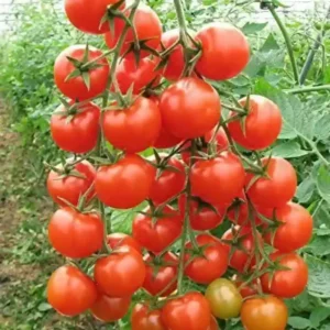 50 Heirloom Tomato Seeds for Planting Outdoors, Garden Vegetable Seeds