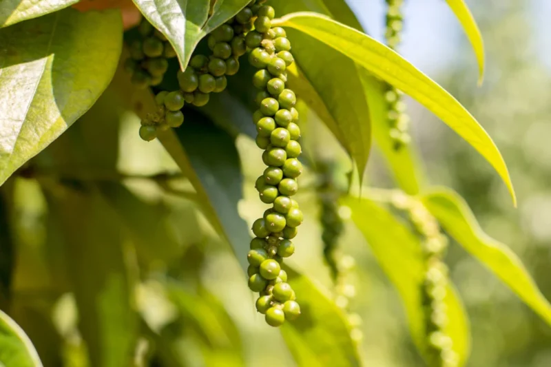 Black pepper plants