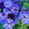 Set 4 Blue Ageratum Plants Live in 4'' Potted, Ageratum Flower Plant Pot, Live Ageratum Plant for Gardening Indoor Outdoor, Annual Flower Plants