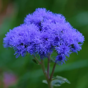 Set 4 Blue Ageratum Plants Live in 4'' Potted, Ageratum Flower Plant Pot, Live Ageratum Plant for Gardening Indoor Outdoor, Annual Flower Plants