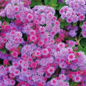 Set of 2 Live Pink Ageratum Plants - 4-Inch Potted Annual Flowers for Indoor & Outdoor Gardening