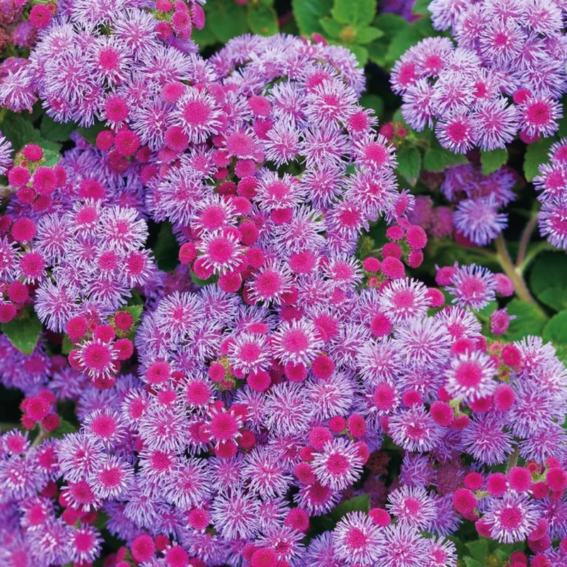 Set of 2 Live Pink Ageratum Plants - 4-Inch Potted Annual Flowers for Indoor & Outdoor Gardening