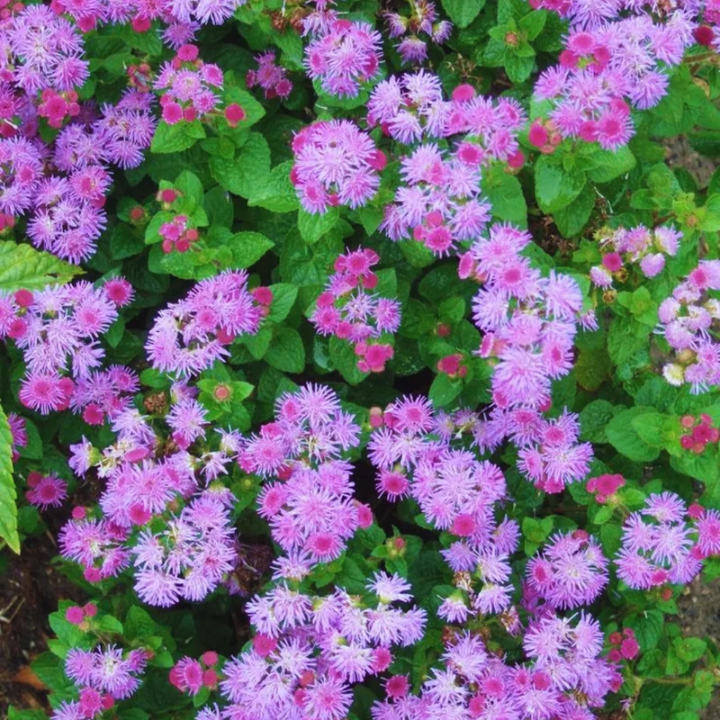 Set of 2 Live Pink Ageratum Plants - 4-Inch Potted Annual Flowers for Indoor & Outdoor Gardening