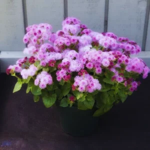 Set of 2 Live Pink Ageratum Plants - 4-Inch Potted Annual Flowers for Indoor & Outdoor Gardening