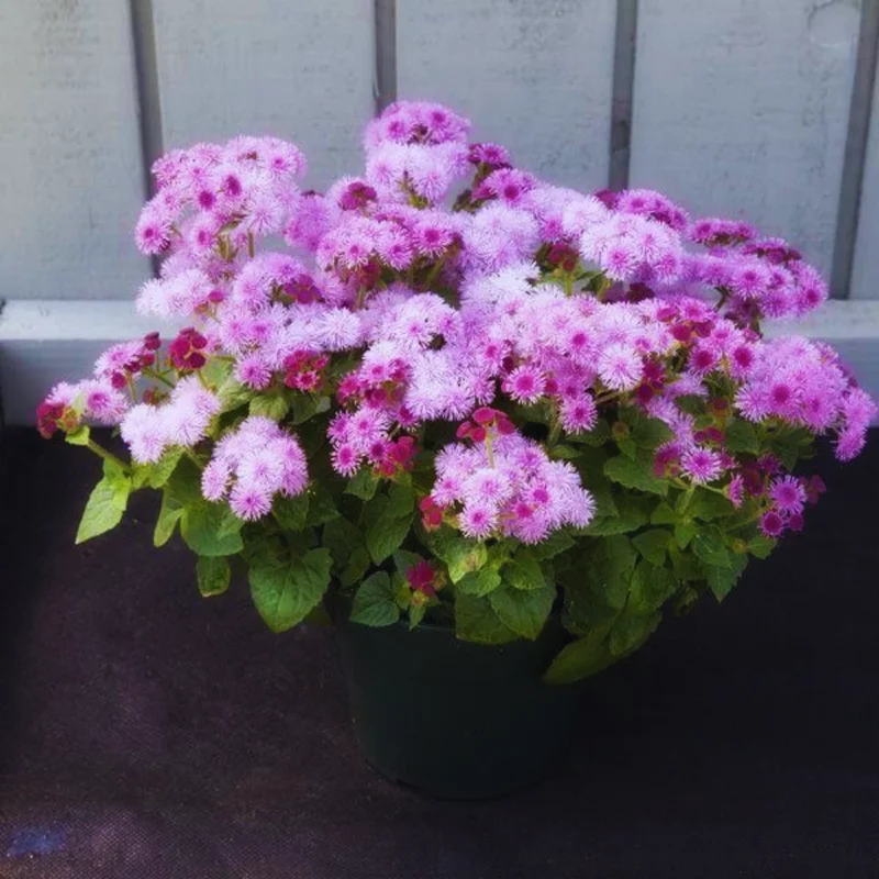 Set of 2 Live Pink Ageratum Plants - 4-Inch Potted Annual Flowers for Indoor & Outdoor Gardening