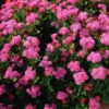 Set of 2 Live Pink Ageratum Plants - 4-Inch Potted Annual Flowers for Indoor & Outdoor Gardening
