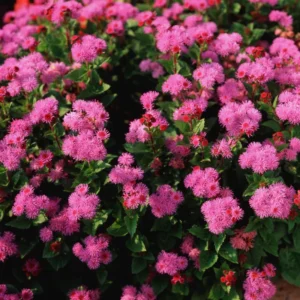 Set of 2 Live Pink Ageratum Plants - 4-Inch Potted Annual Flowers for Indoor & Outdoor Gardening