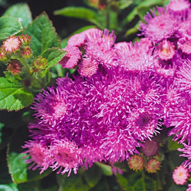Set of 2 Live Pink Ageratum Plants - 4-Inch Potted Annual Flowers for Indoor & Outdoor Gardening