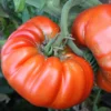 100 Heirloom Tomato Seeds for Planting Outdoors, Garden Vegetable Seeds - Beefsteak Tomato