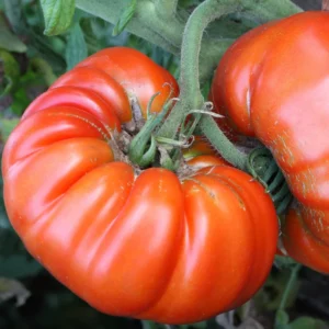 100 Heirloom Tomato Seeds for Planting Outdoors, Garden Vegetable Seeds - Beefsteak Tomato