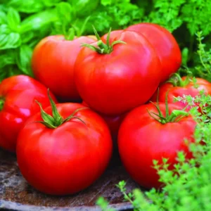 100 Heirloom Tomato Seeds for Planting Outdoors, Garden Vegetable Seeds - Beefsteak Tomato