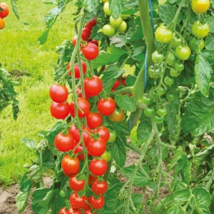 100 Heirloom Tomato Seeds for Planting Outdoors, Garden Vegetable Seeds - Cherry Tomato