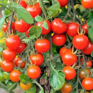 100 Heirloom Tomato Seeds for Planting Outdoors, Garden Vegetable Seeds - Cherry Tomato