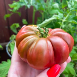 100 Heirloom Tomato Seeds for Planting Outdoors, Garden Vegetable Seeds - Black Krim Tomato