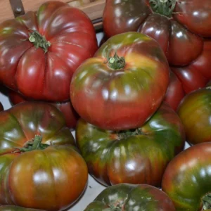 100 Heirloom Tomato Seeds for Planting Outdoors, Garden Vegetable Seeds - Black Krim Tomato