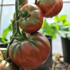 100 Heirloom Tomato Seeds for Planting Outdoors, Garden Vegetable Seeds - Black Krim Tomato