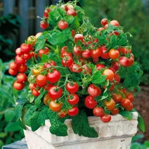 100 Heirloom Tomato Seeds for Planting Outdoors, Garden Vegetable Seeds - Cherry Tomato