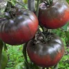 100 Heirloom Tomato Seeds for Planting Outdoors, Garden Vegetable Seeds - Black Krim Tomato