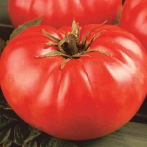 100 Heirloom Tomato Seeds for Planting Outdoors, Garden Vegetable Seeds - Brandywine Tomato