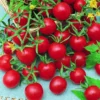 100 Heirloom Tomato Seeds for Planting Outdoors, Garden Vegetable Seeds - Tiny Tim Tomato