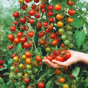 100 Heirloom Tomato Seeds for Planting Outdoors, Garden Vegetable Seeds - Tiny Tim Tomato
