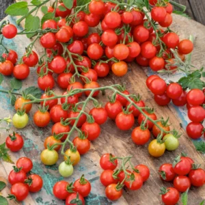 100 Heirloom Tomato Seeds for Planting Outdoors, Garden Vegetable Seeds - Tiny Tim Tomato