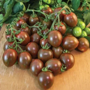 100 Heirloom Tomato Seeds for Planting Outdoors, Garden Vegetable Seeds - Black Cherry Tomato