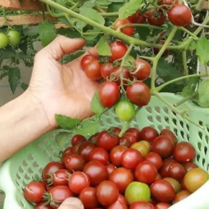 100 Heirloom Tomato Seeds for Planting Outdoors, Garden Vegetable Seeds - Black Cherry Tomato