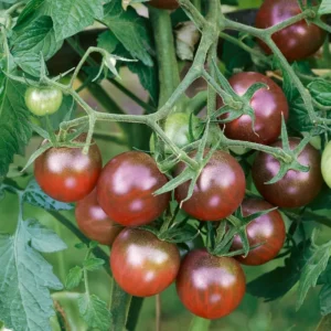 100 Heirloom Tomato Seeds for Planting Outdoors, Garden Vegetable Seeds - Chocolate Tomato