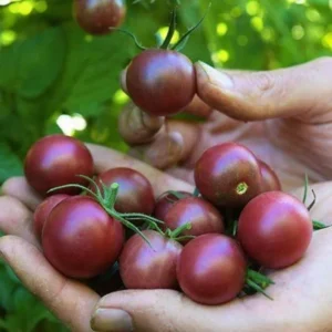 100 Heirloom Tomato Seeds for Planting Outdoors, Garden Vegetable Seeds - Chocolate Tomato