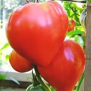 50 Heirloom Tomato Seeds for Planting Outdoors, Garden Vegetable Seeds - Beefsteak Tomato