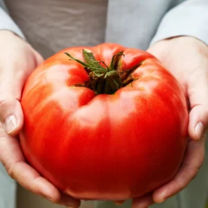 50 Heirloom Tomato Seeds for Planting Outdoors, Garden Vegetable Seeds - Beefsteak Tomato