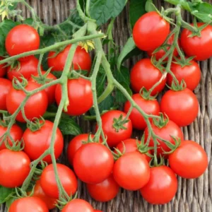 50 Heirloom Tomato Seeds for Planting Outdoors, Garden Vegetable Seeds - Cherry Tomato