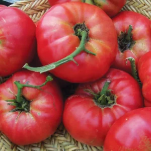 50 Heirloom Tomato Seeds for Planting Outdoors, Garden Vegetable Seeds - Brandywine Tomato