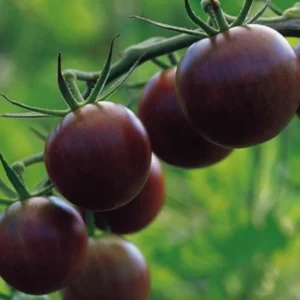 50 Heirloom Tomato Seeds for Planting Outdoors, Garden Vegetable Seeds - Black Cherry Tomato