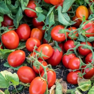 50 Heirloom Tomato Seeds for Planting Outdoors, Garden Vegetable Seeds - Tiny Tim Tomato