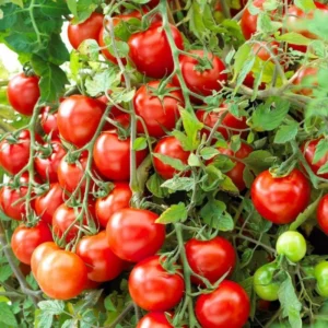 50 Heirloom Tomato Seeds for Planting Outdoors, Garden Vegetable Seeds - Tiny Tim Tomato