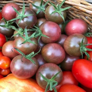 50 Heirloom Tomato Seeds for Planting Outdoors, Garden Vegetable Seeds - Chocolate Tomato