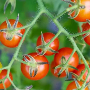 50 Heirloom Tomato Seeds for Planting Outdoors, Garden Vegetable Seeds - Tiny Tim Tomato