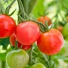 Set of 2 Red Cherry Tomato Plants - 6 to 10 Inches Tall, Live Tomato Plants for Garden, High-Yielding, 60+ Days Old, Welll Rooted