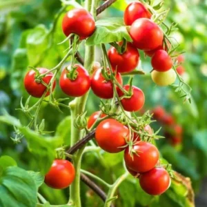 Set of 2 Red Cherry Tomato Plants - 6 to 10 Inches Tall, Live Tomato Plants for Garden, High-Yielding, 60+ Days Old, Welll Rooted