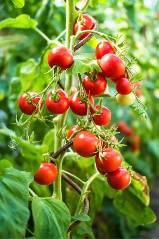 Set of 2 Red Cherry Tomato Plants - 6 to 10 Inches Tall, Live Tomato Plants for Garden, High-Yielding, 60+ Days Old, Welll Rooted