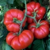 Set of 2 Beefsteak Tomato Plants - 6 to 10 Inches Tall, Live Tomato Plants for Garden, High-Yielding, 60+ Days Old, Welll Rooted