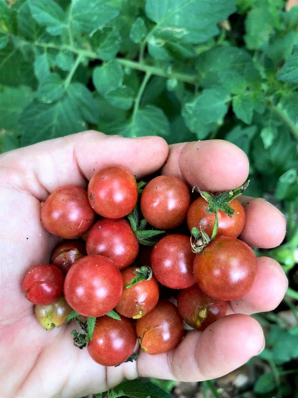 Set of 2 Red Cherry Tomato Plants - 6 to 10 Inches Tall, Live Tomato Plants for Garden, High-Yielding, 60+ Days Old, Welll Rooted
