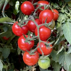 Set of 2 Red Cherry Tomato Plants - 6 to 10 Inches Tall, Live Tomato Plants for Garden, High-Yielding, 60+ Days Old, Welll Rooted