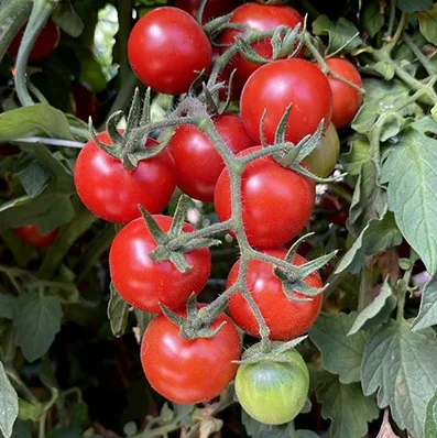 Set of 2 Red Cherry Tomato Plants - 6 to 10 Inches Tall, Live Tomato Plants for Garden, High-Yielding, 60+ Days Old, Welll Rooted