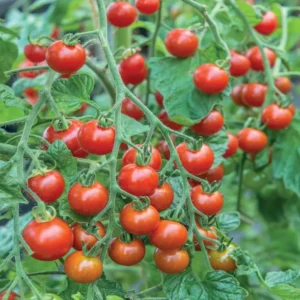 Set of 2 Red Cherry Tomato Plants - 6 to 10 Inches Tall, Live Tomato Plants for Garden, High-Yielding, 60+ Days Old, Welll Rooted