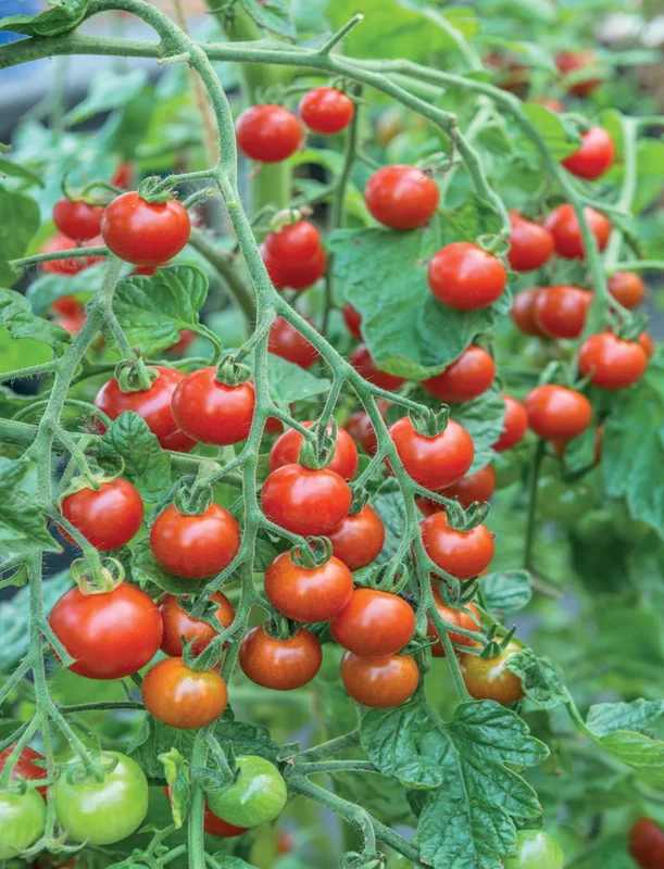 Set of 2 Red Cherry Tomato Plants - 6 to 10 Inches Tall, Live Tomato Plants for Garden, High-Yielding, 60+ Days Old, Welll Rooted