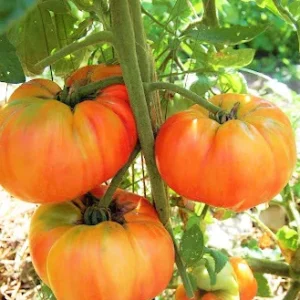 Set of 2 Rare Old German Tomato Plants - 6 to 10 Inches Tall, Live Tomato Plants for Garden, High-Yielding, 60+ Days Old, Welll Rooted